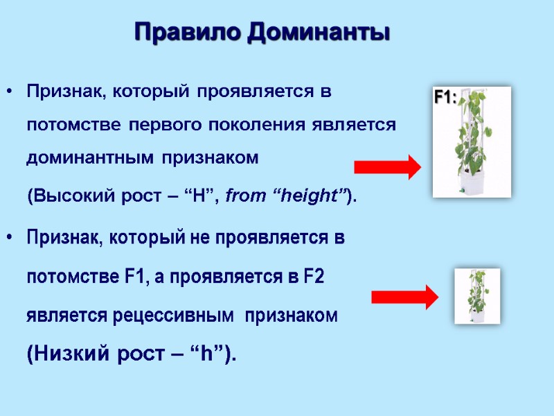 Правило Доминанты Признак, который проявляется в потомстве первого поколения является доминантным признаком (Высокий рост
